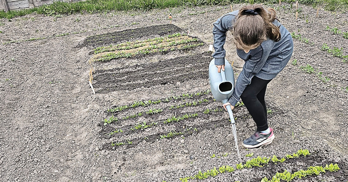 Veteményezés többszörös ajándékkal